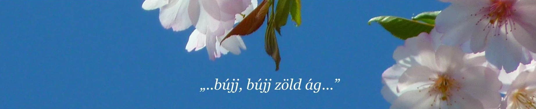 Magyarok Világszövetsége webáruháza